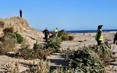 Christmas Tree and Dune Restoration